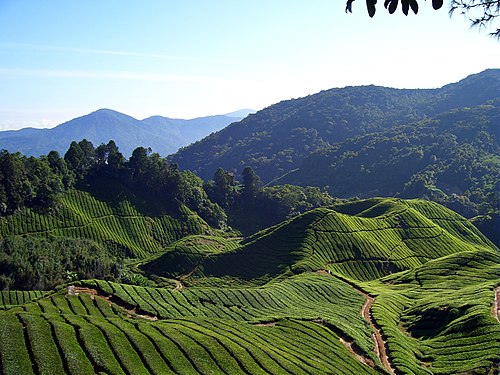 高原