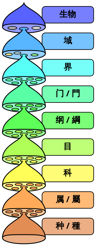 分类阶元