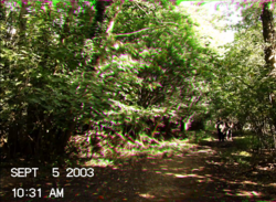 Taped Up Families (Horror, Found Footage, 2024)