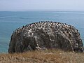 青海湖鳥島