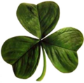 Irish clover
